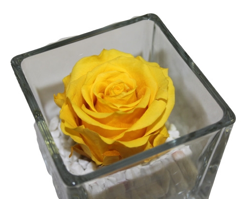 Cubo Rose Stabilizzate Gialla 5x5x5 